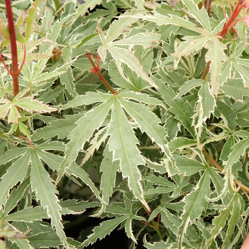 Érable du Japon - Acer palmatum Butterfly