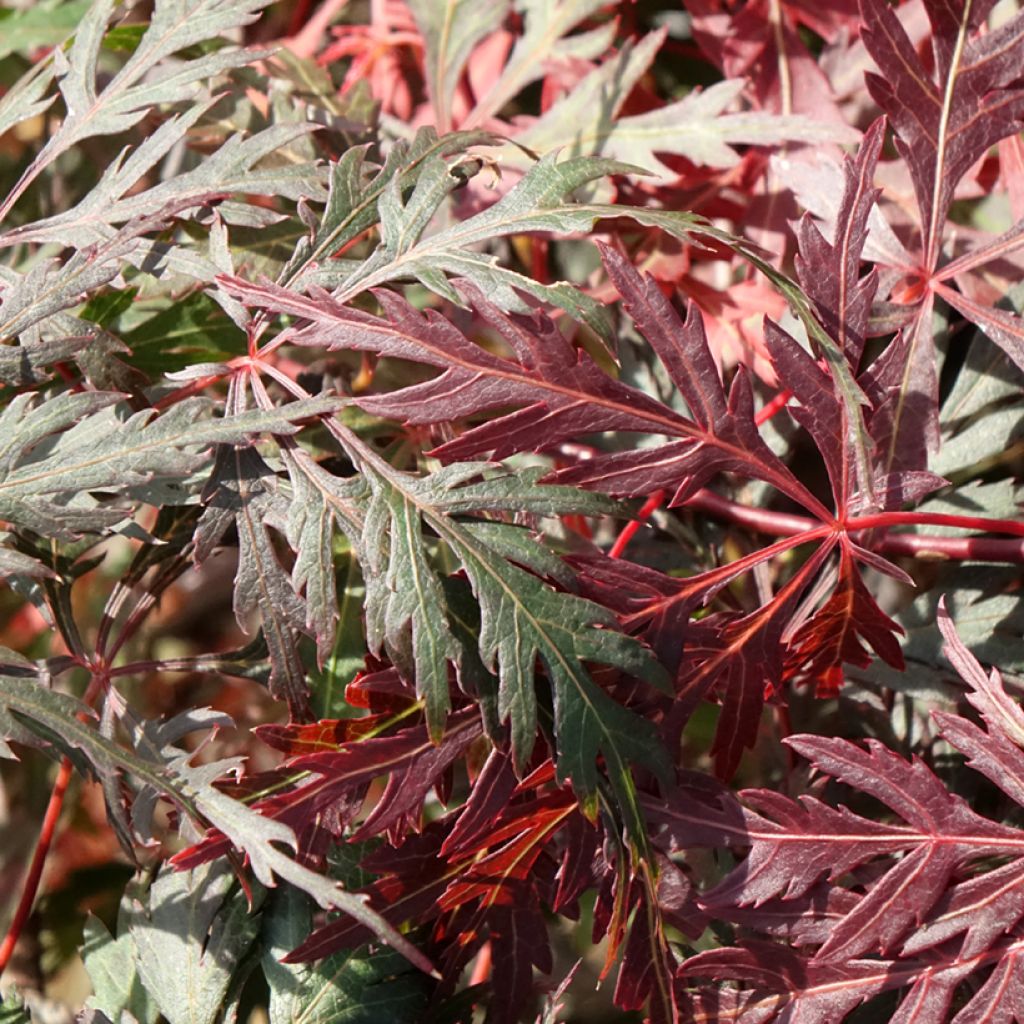 Erable du Japon - Acer palmatum Dissectum Orangeola