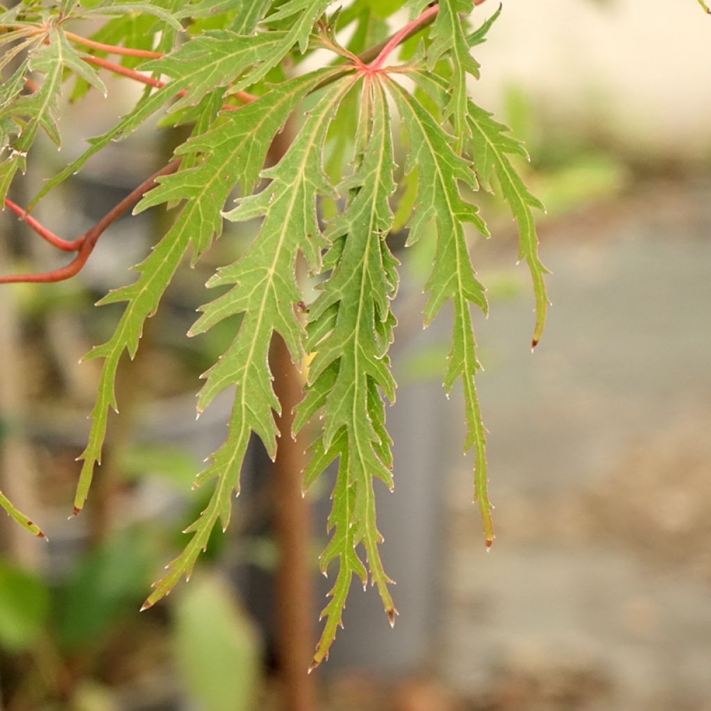 Érable du Japon - Acer palmatum Dissectum Viridis