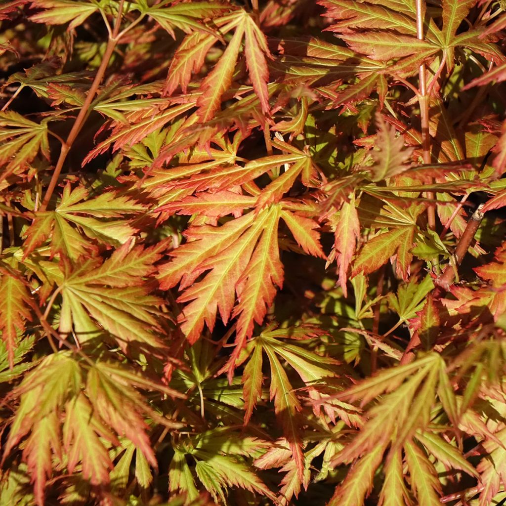 Erable du Japon - Acer palmatum Orange Lace