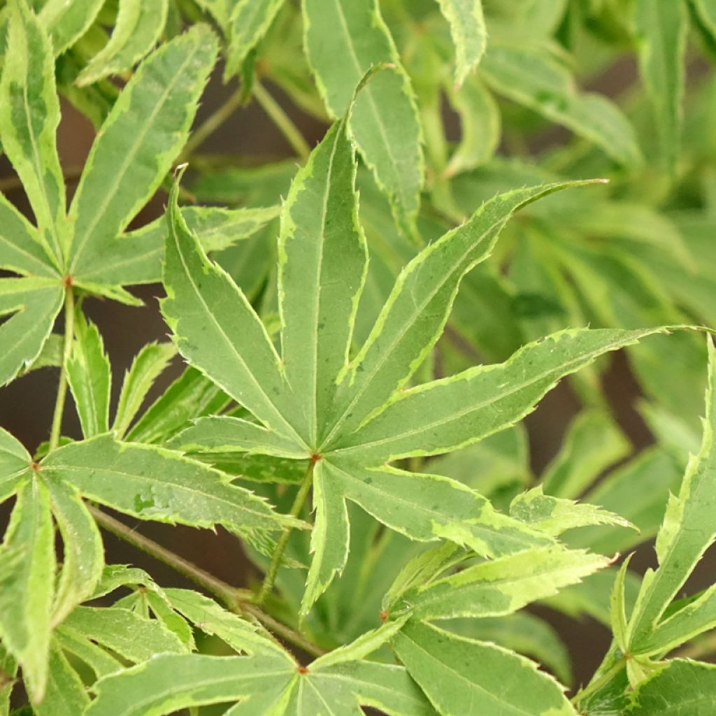 Erable du Japon - Acer palmatum Pink Passion