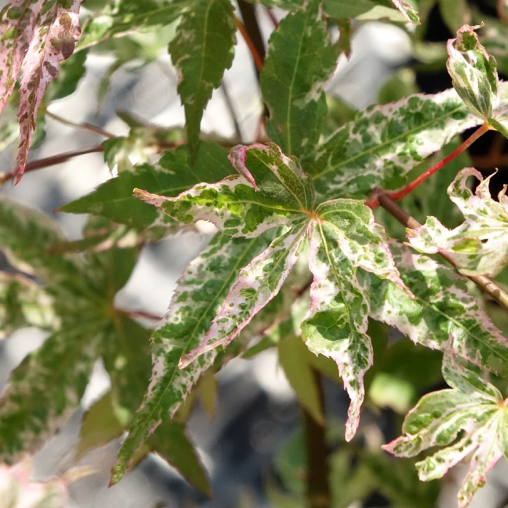 Erable du Japon - Acer palmatum Ukigumo