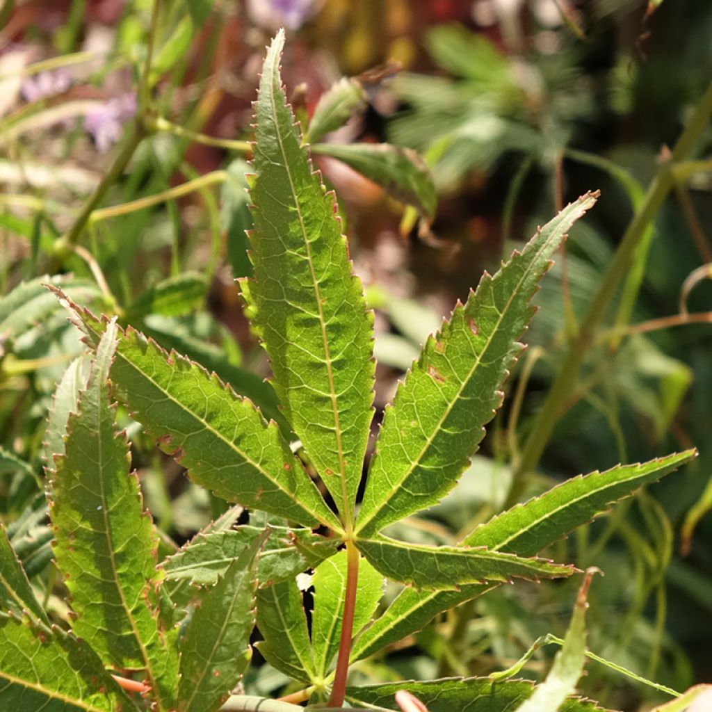 Érable du Japon Koto-No-Ito - Acer palmatum