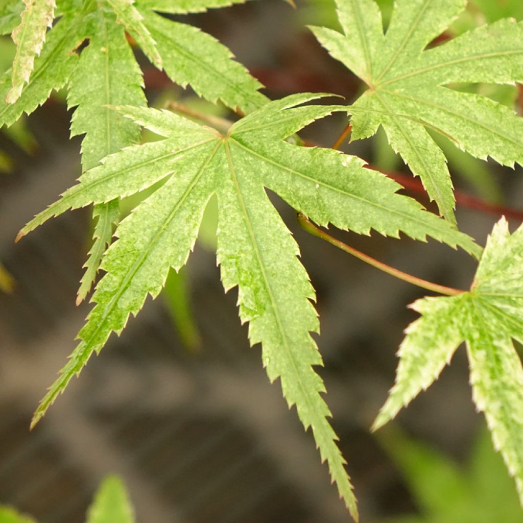 Érable du Japon Phoenix - Acer palmatum