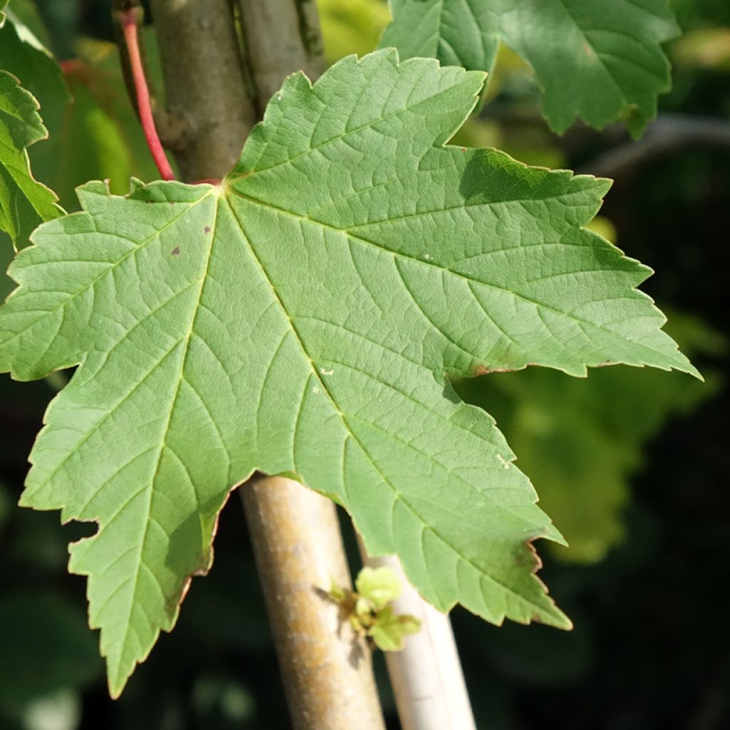 Erable sycomore - Acer pseudoplatanus Simon-Louis Frères