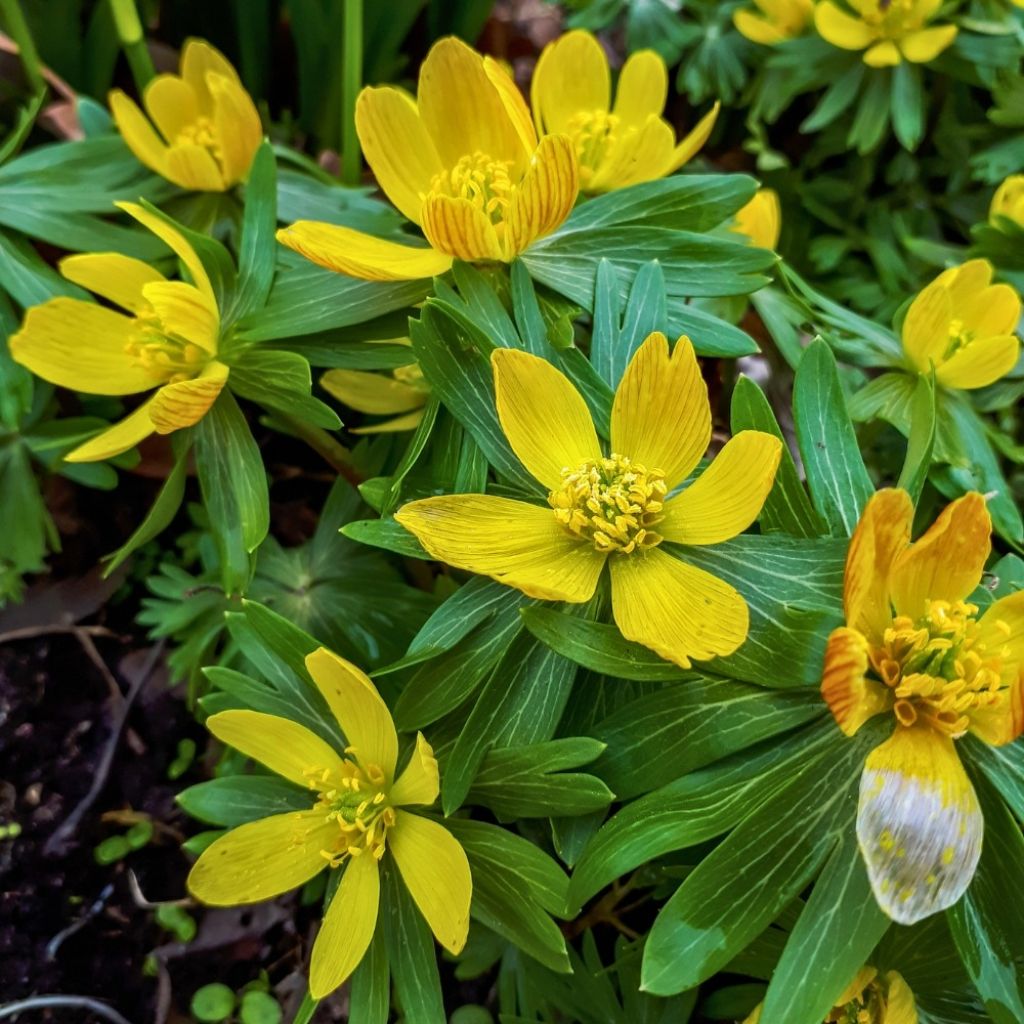 Eranthis cilicica - Aconit d'hiver