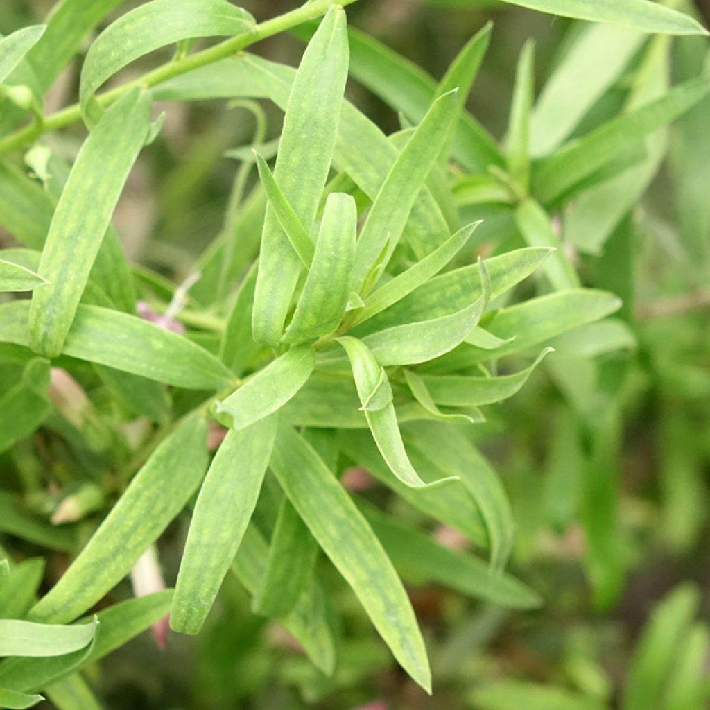 Eremophila laanii - Erémophile