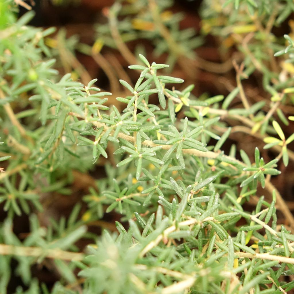 Erica canaliculata - Bruyère arbustive de Noël