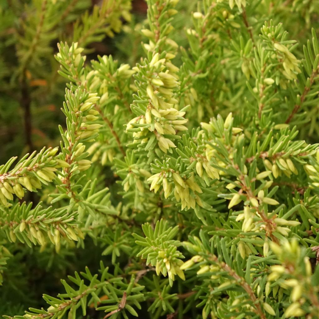 Erica darleyensis Darley Dale - Bruyère d'hiver
