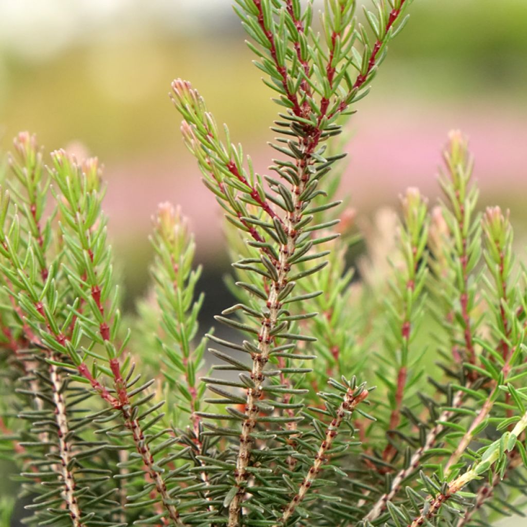 Erica darleyensis Lea - Bruyère d'hiver