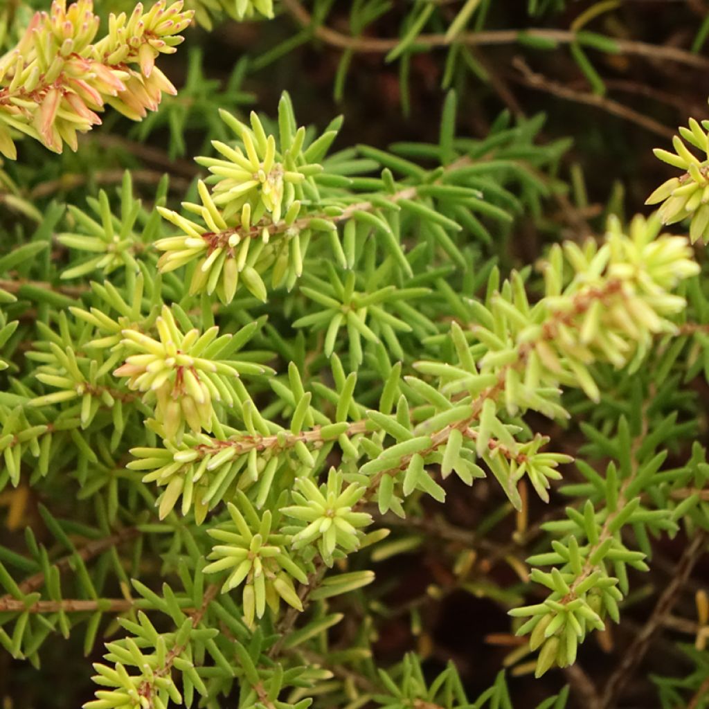 Erica darleyensis Marie Helen - Bruyère d'hiver