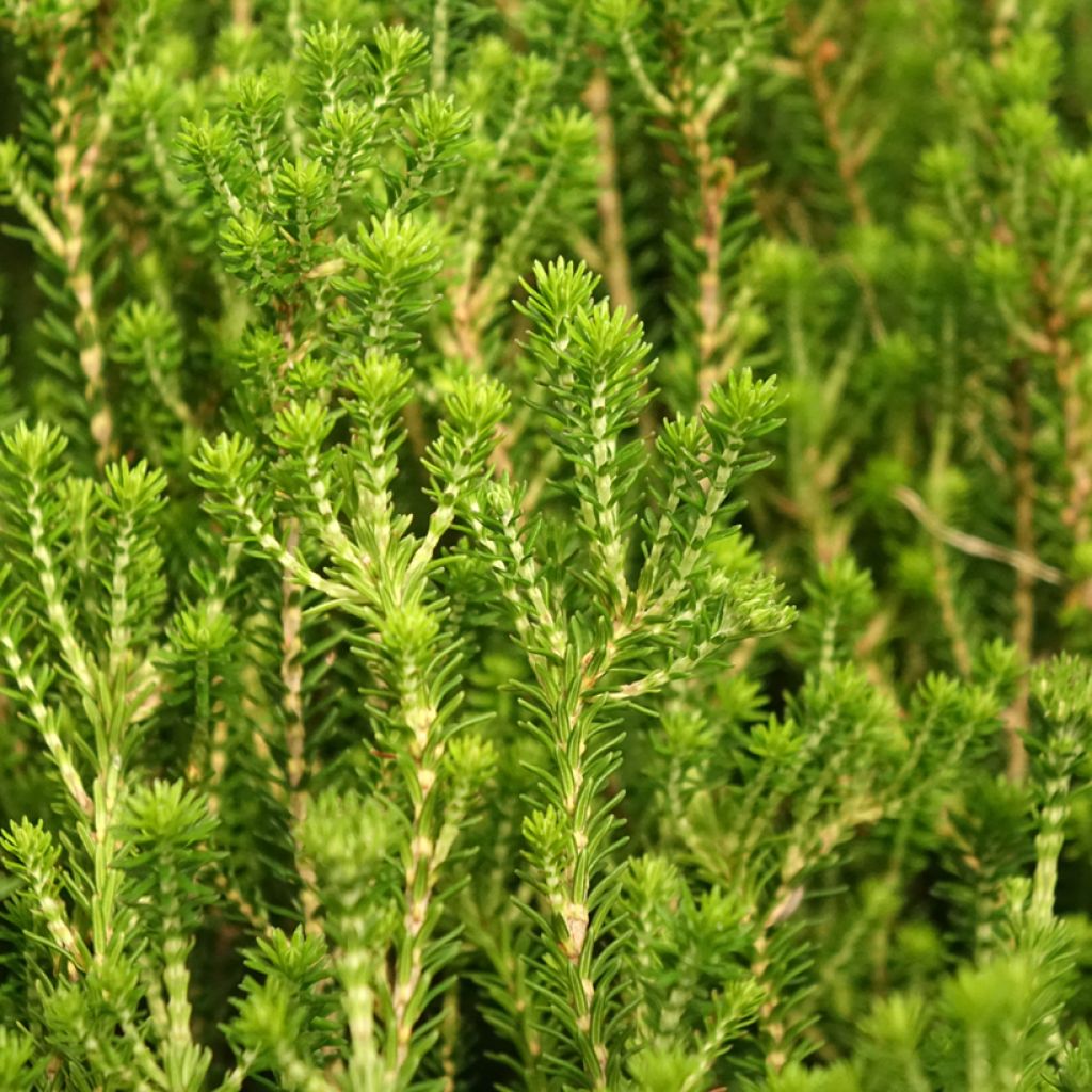 Erica terminalis - Bruyère de Corse