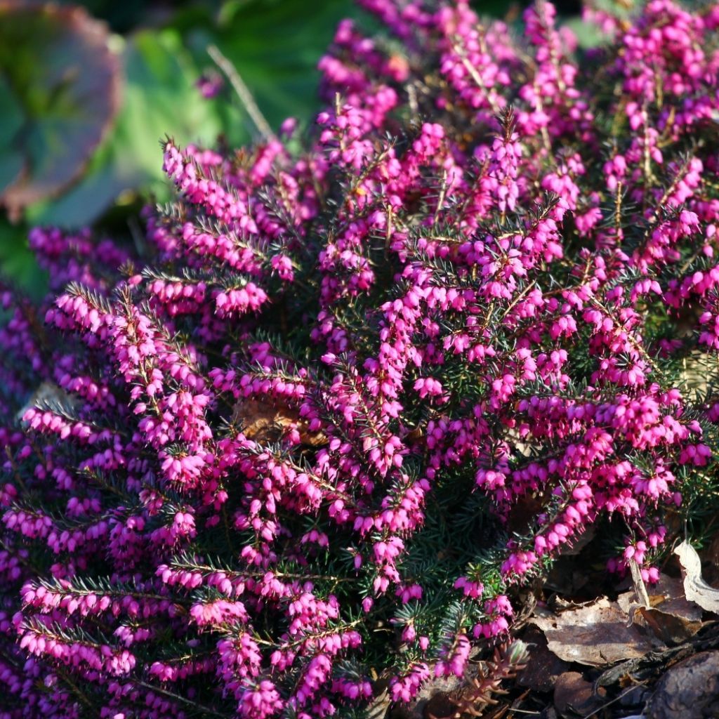 Bruyère Carnea December Red, Erica
