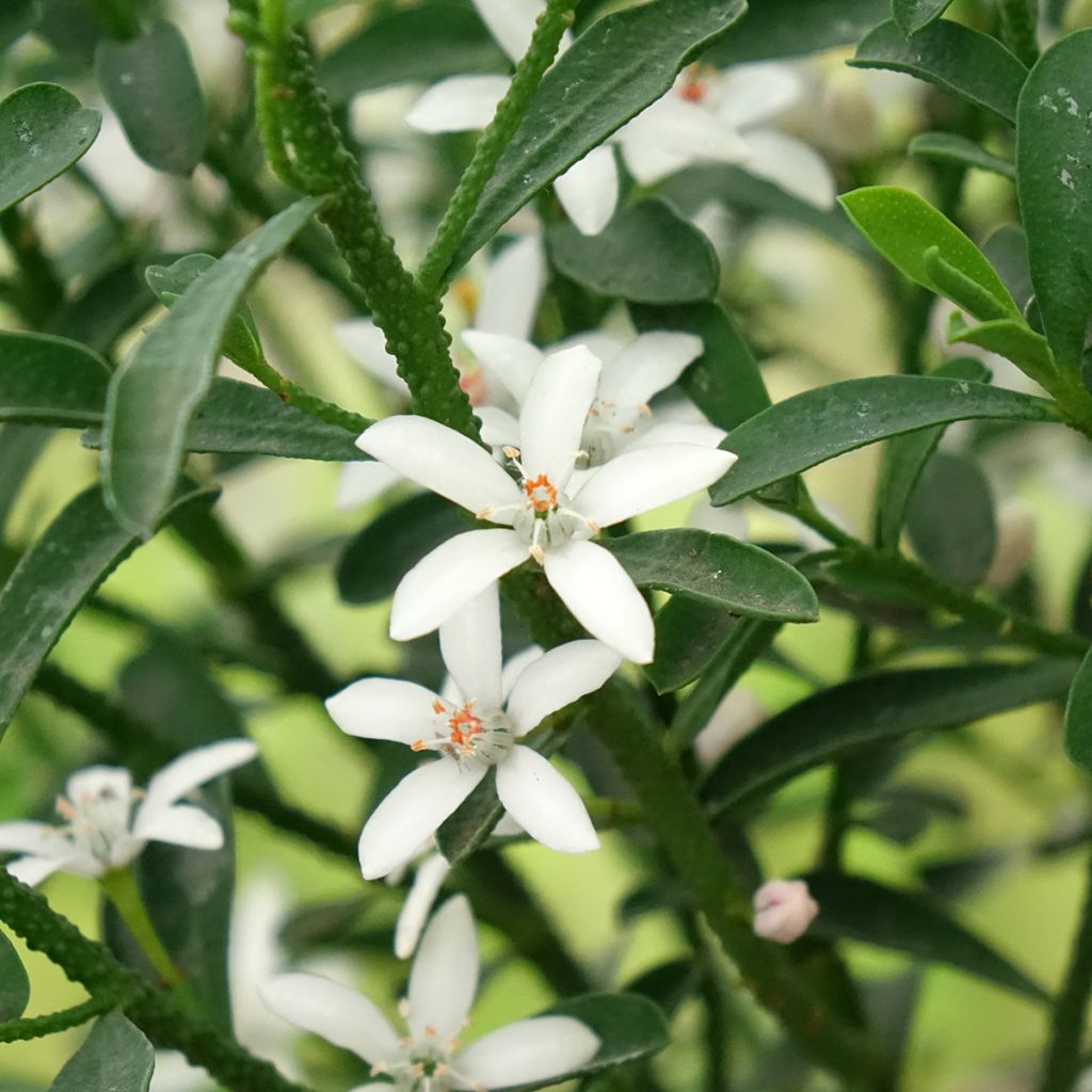 Eriostemon myoporoides Flower Girl White - Philotheca