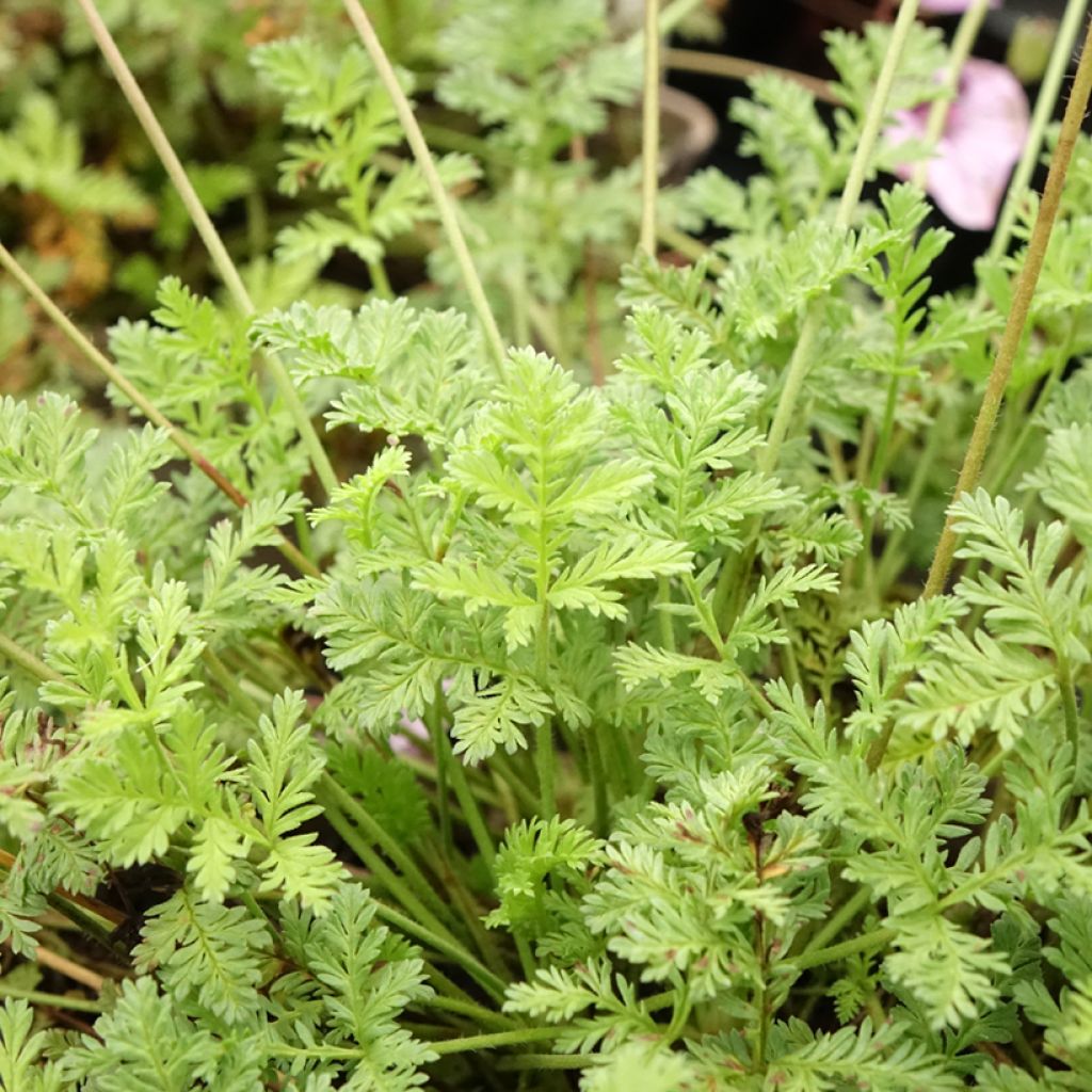 Erodium Spanish Eyes - Bec de grue
