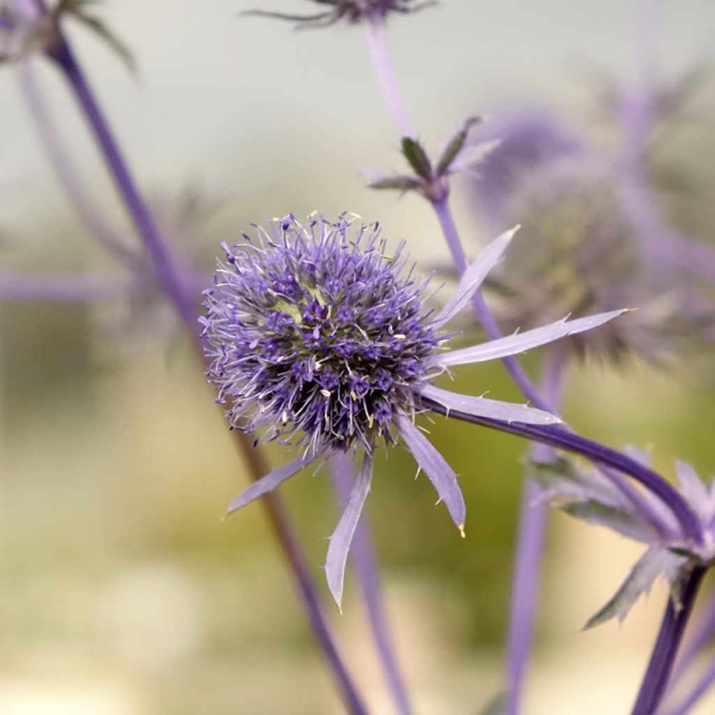 Eryngium planum - Panicaut