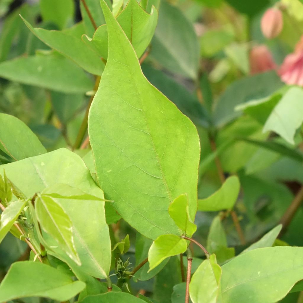 Erythrina Amélie Jeckert