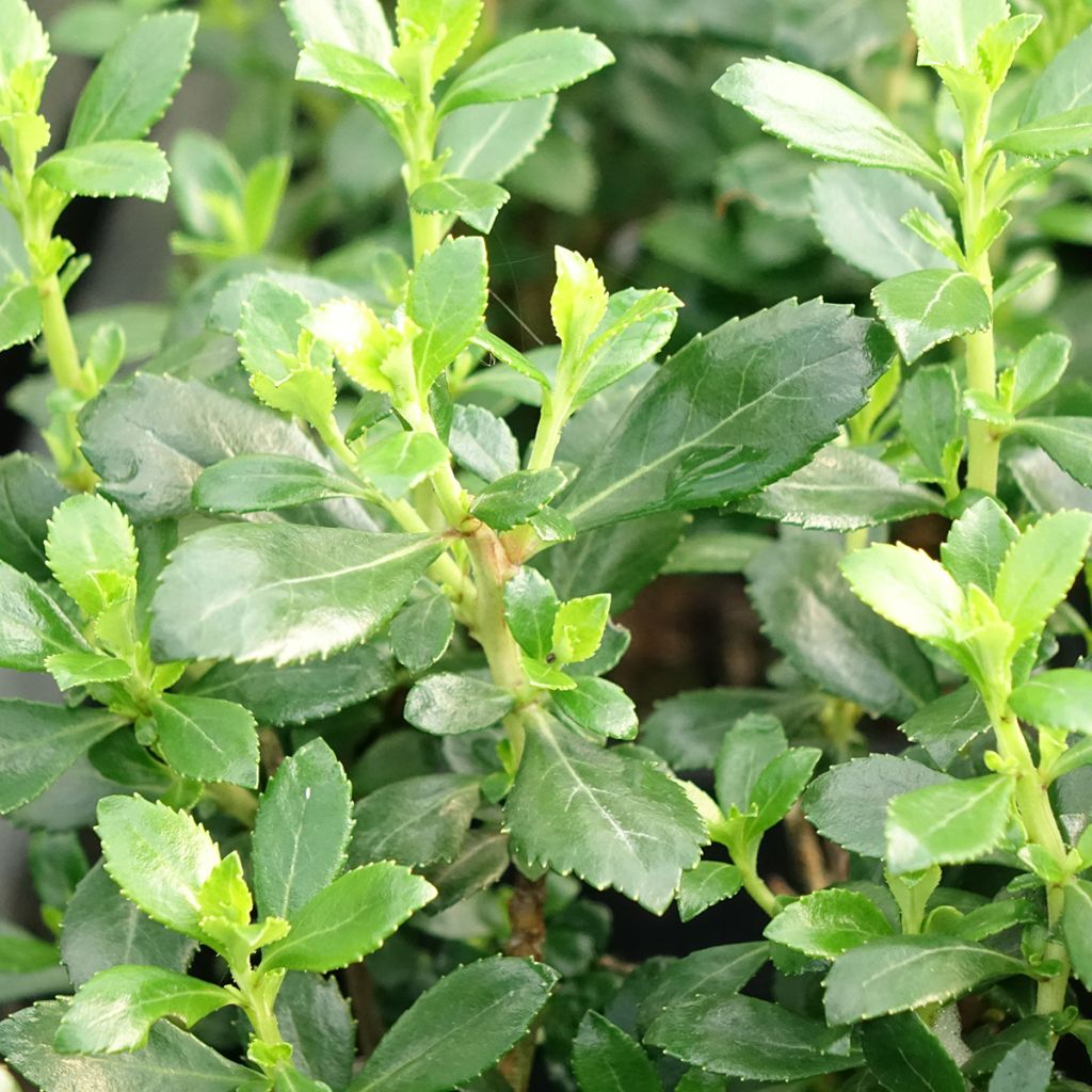 Escallonia Donard Seedling 