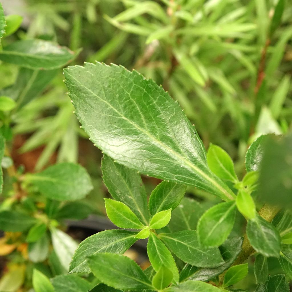 Escallonia hybride Show Stopper