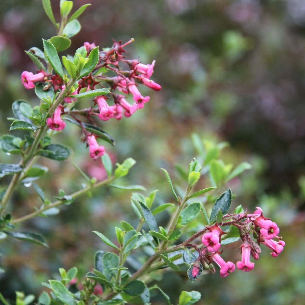 Escallonia rubra macrantha