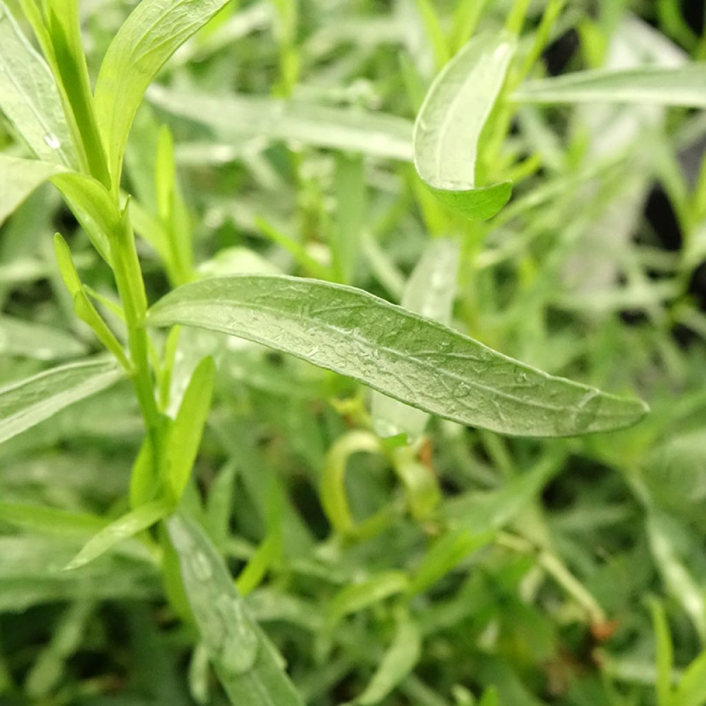 Estragon vrai en plant BIO