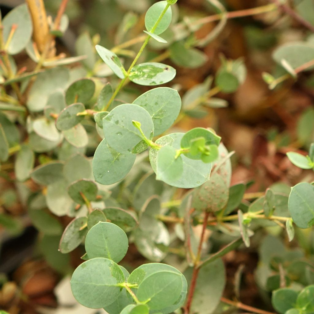 Eucalyptus coccifera - Gommier des neiges de Tasmanie