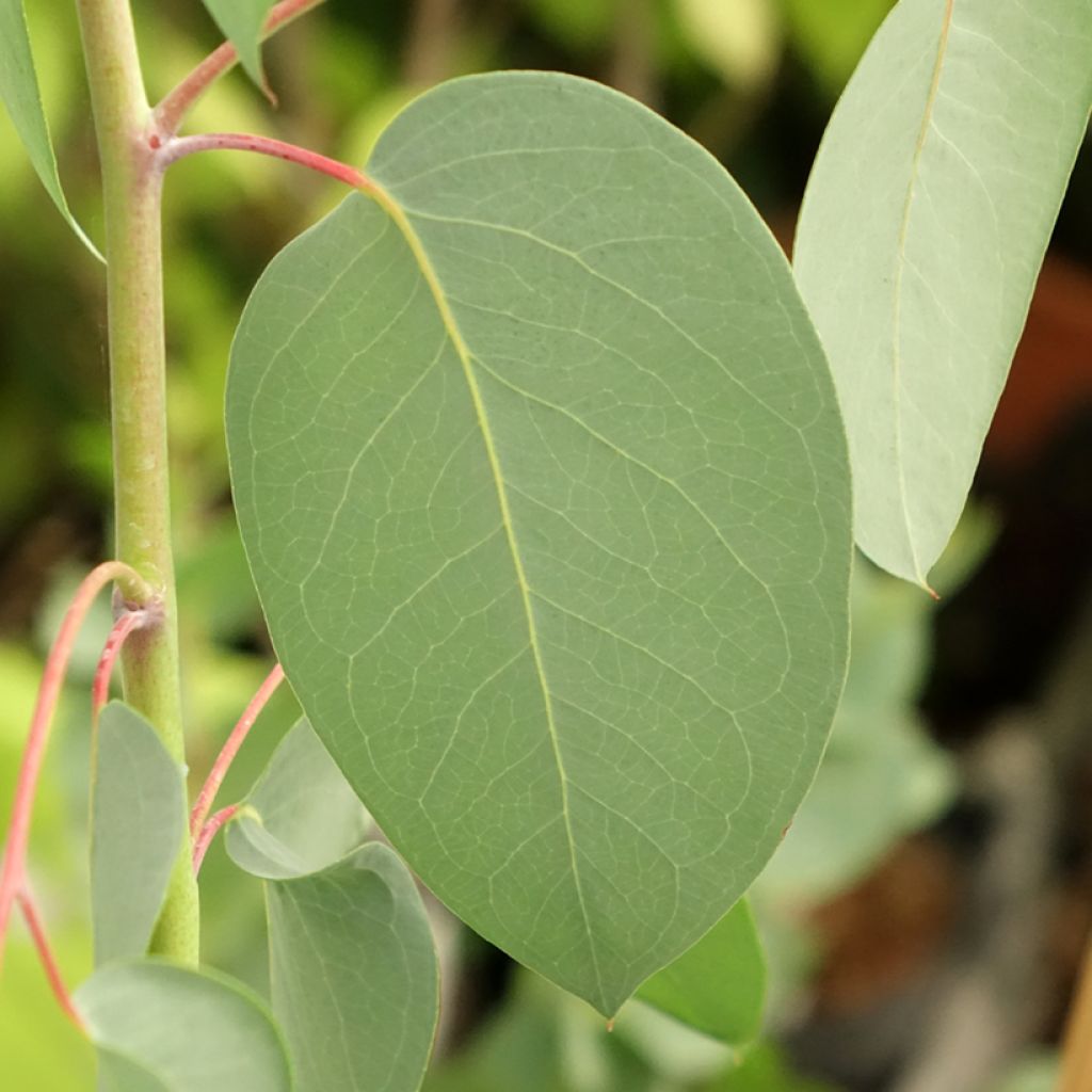 Eucalyptus delegatensis subsp. tasmaniensis 