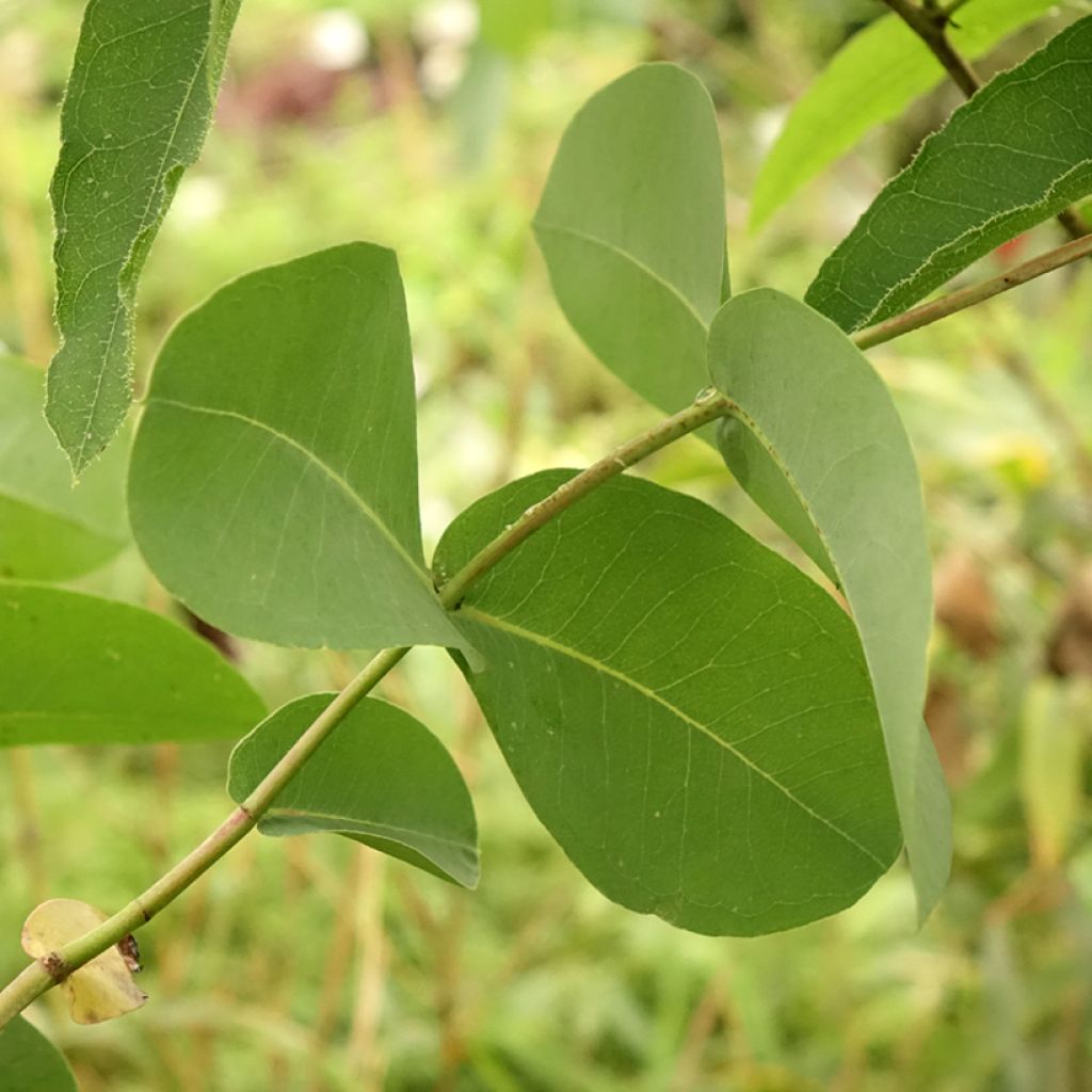 Eucalyptus elliptica - Gommier blanc de Bendemeer