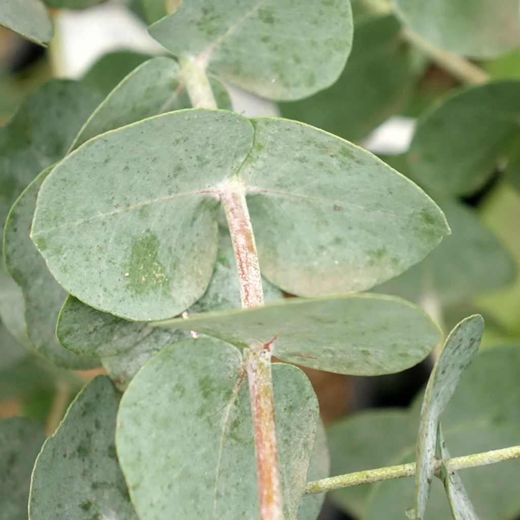 Eucalyptus glaucescens Guthega - Gommier Tingiringi