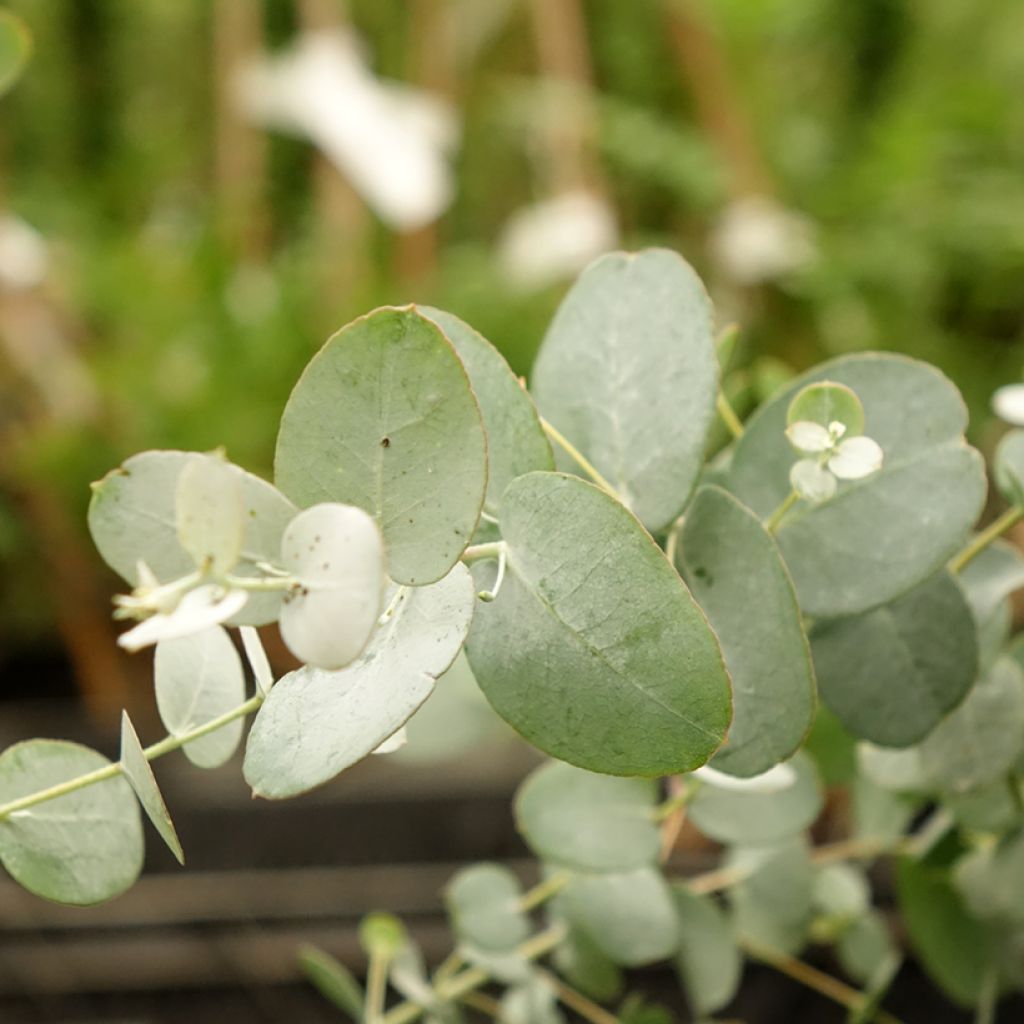 Eucalyptus gunnii Silverana - Gommier cidre