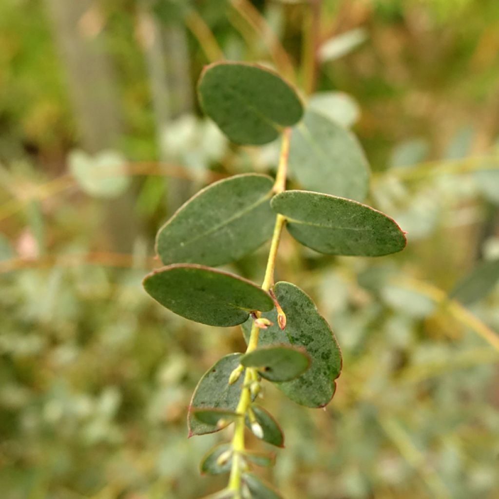 Eucalyptus gunnii Silverana - Gommier cidre