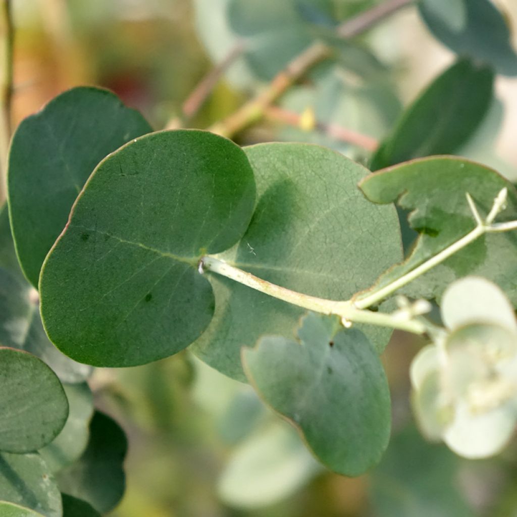 Eucalyptus gunnii subsp. divaricata - Gommier cidre de Miena