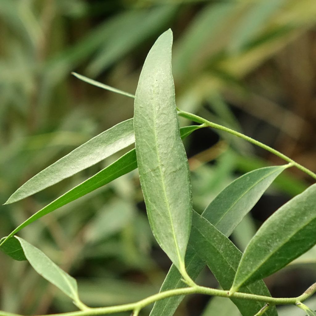 Eucalyptus kybeanensis - Mallée de Kybean