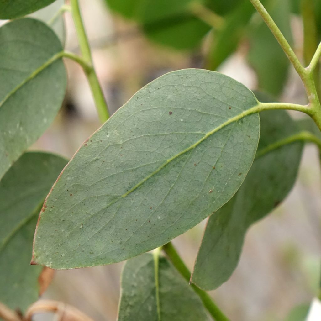 Eucalyptus pauciflora subsp. hedraia Falls Creek - Gommier des neiges