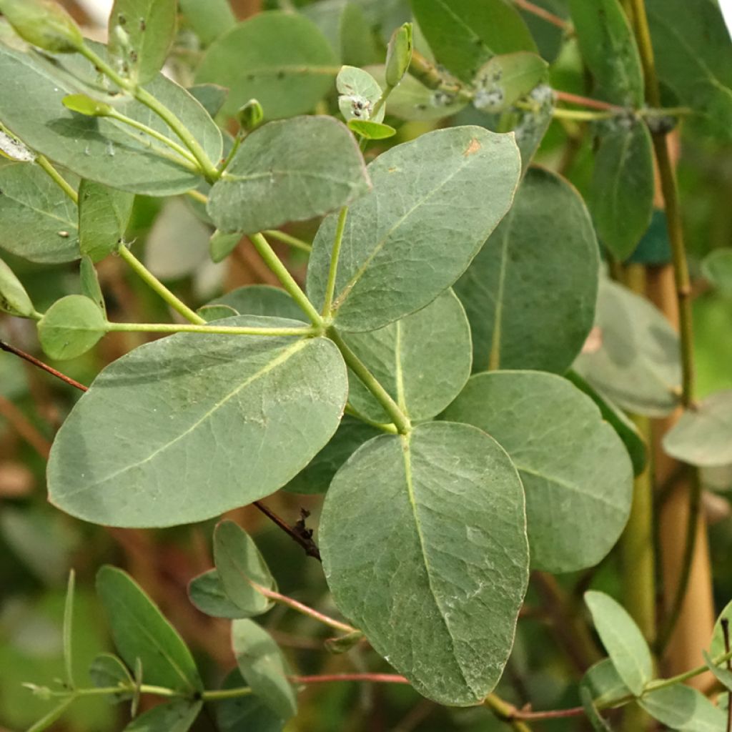 Eucalyptus saxatilis - Mallée des rochers