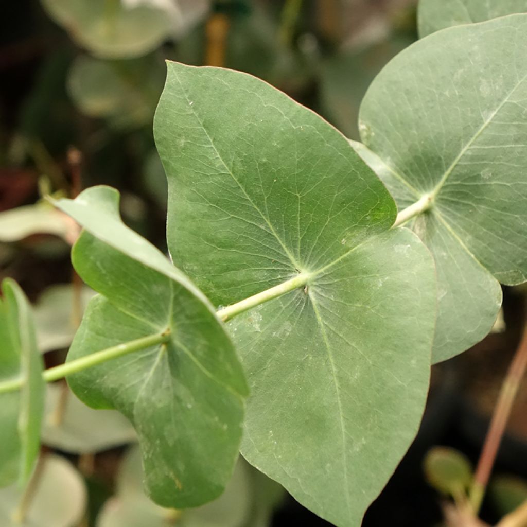 Eucalyptus sturgissiana - Mallée d'Ettrema
