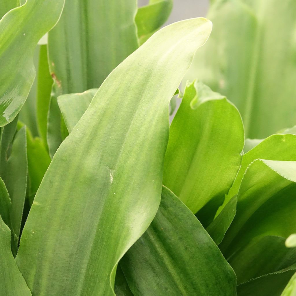 Eucomis autumnalis - Eucomide