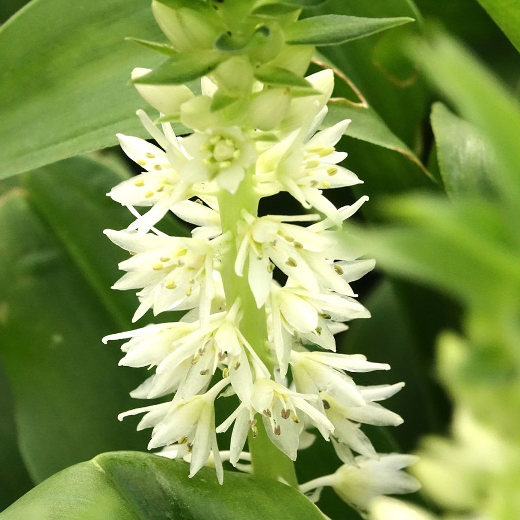 Eucomis autumnalis - Eucomide