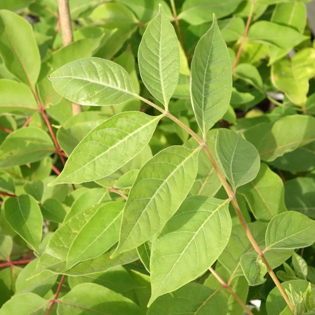 Euodia danielii - Arbre à miel