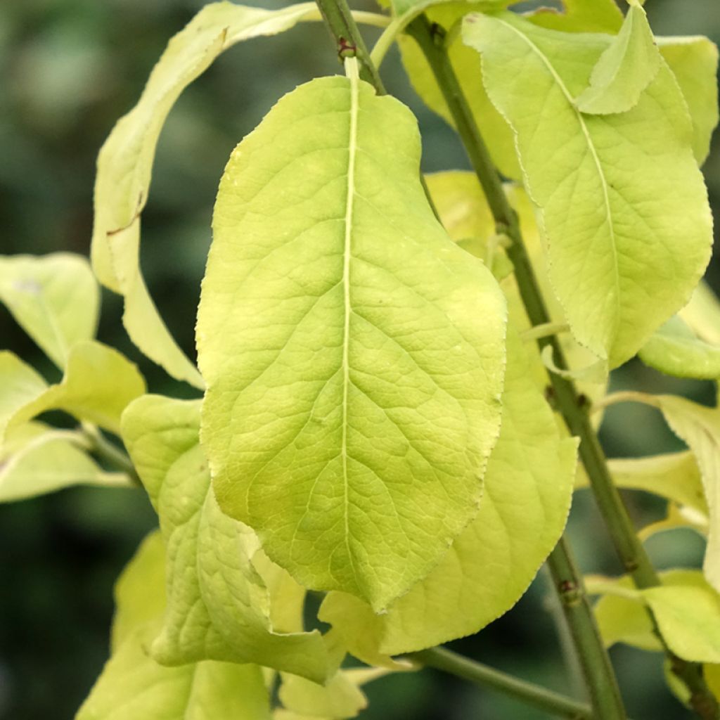 Euonymus europaeus Albus - Fusain d'Europe