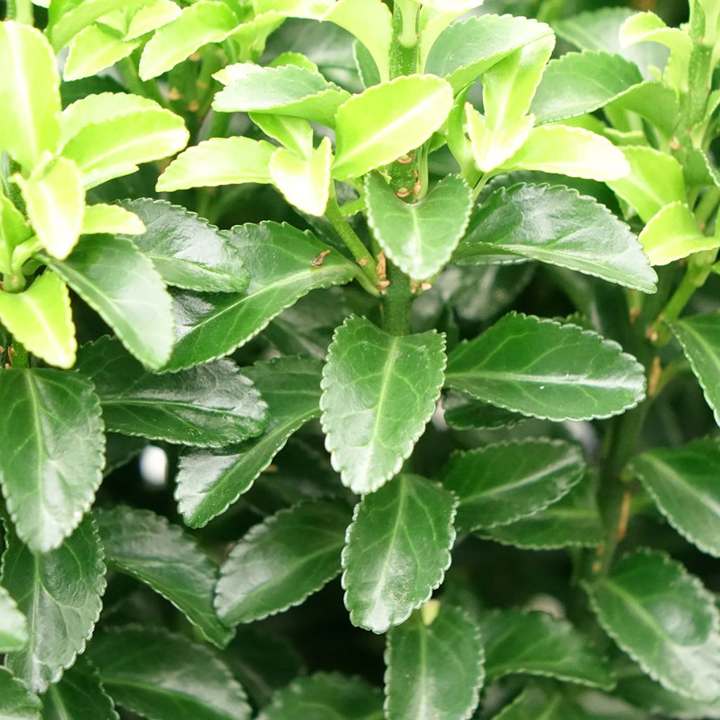 Euonymus japonicus Green Rocket - Fusain du Japon érigé