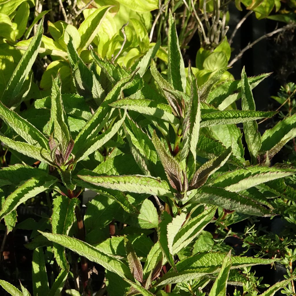 Eupatorium hybride Baby Joe - Eupatoire