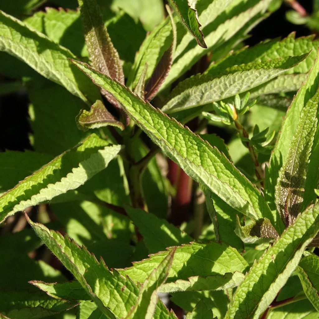 Eupatorium hybride Baby Joe - Eupatoire