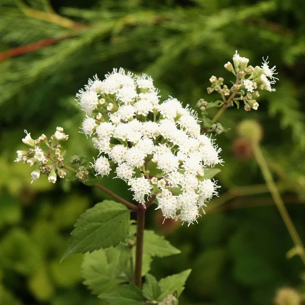 Eupatorium rugosum braunlaub ou Ageratina altissima