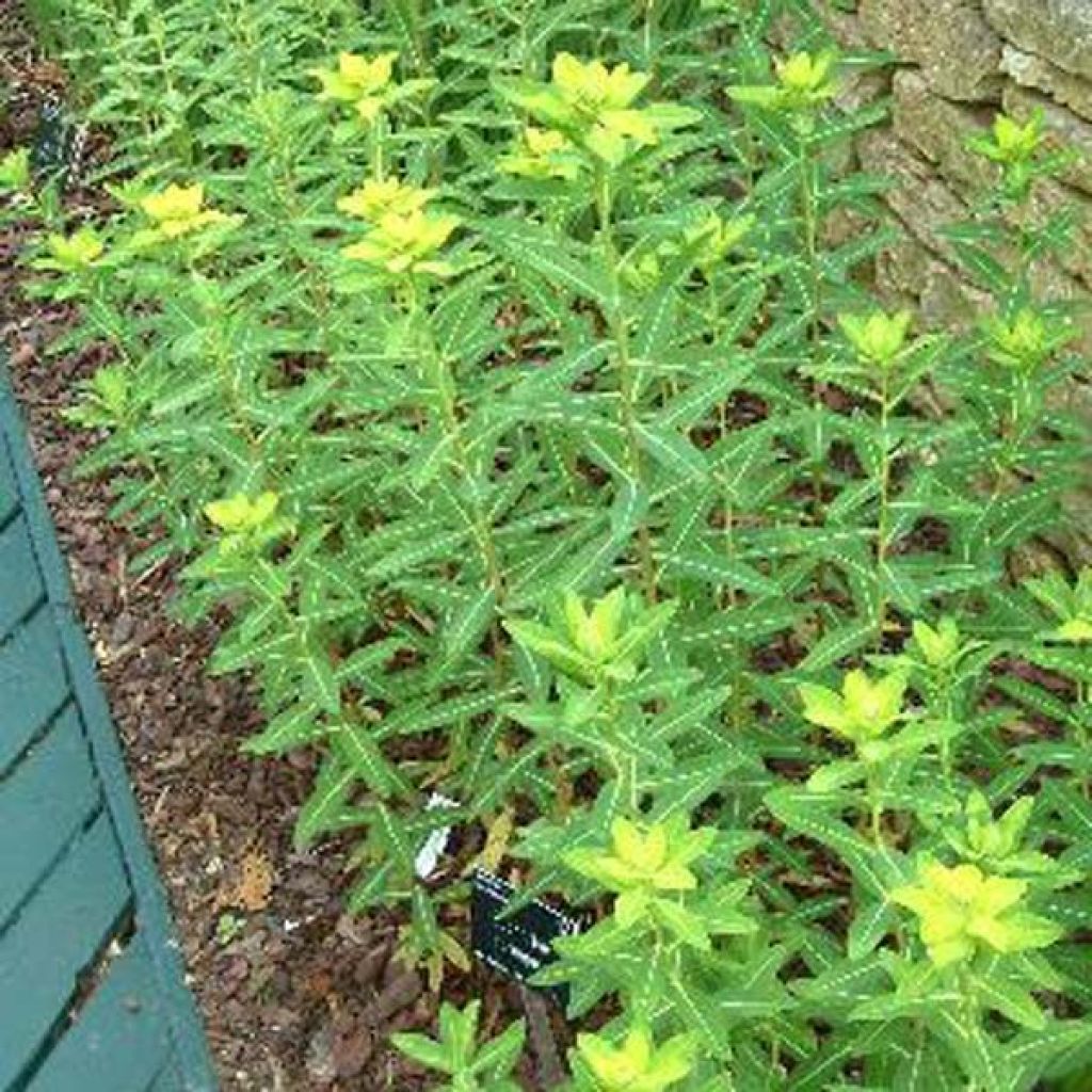 Euphorbe, Euphorbia Cornigera