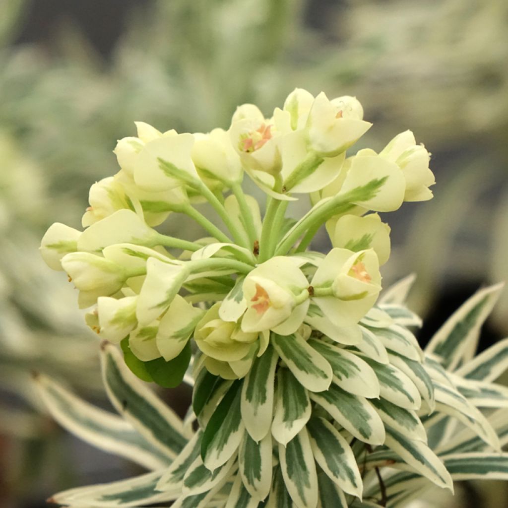 Euphorbia characias Tasmanian Tiger - Euphorbe panachée