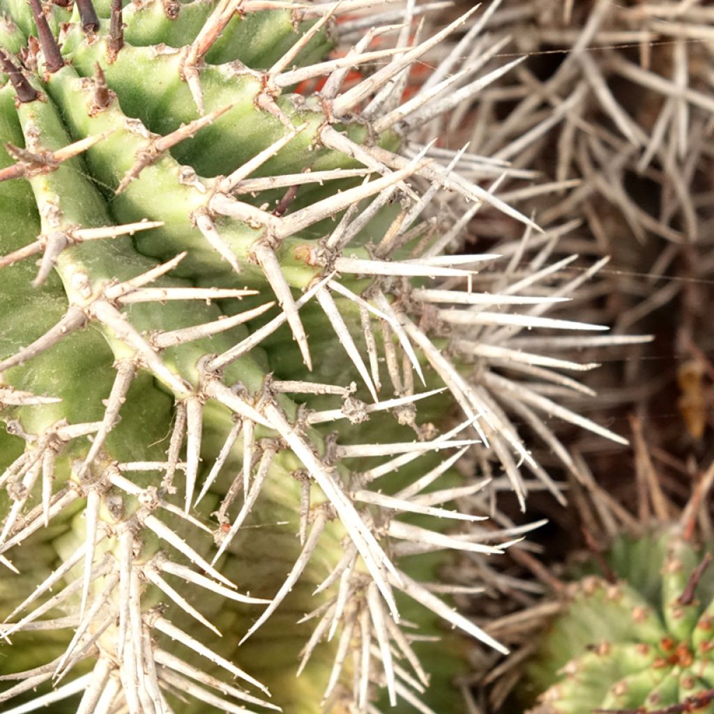Euphorbia horrida - Euphorbe