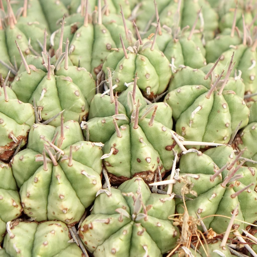 Euphorbia meloformis - Euphorbe