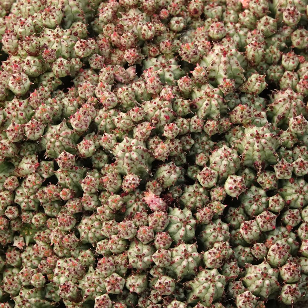 Euphorbia submammillaris
