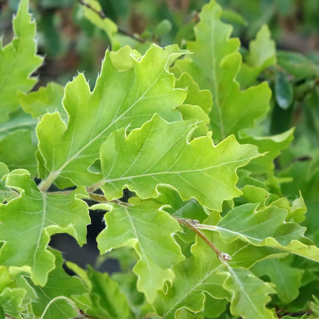 Fagus sylvatica Interrupta - Hêtre commun
